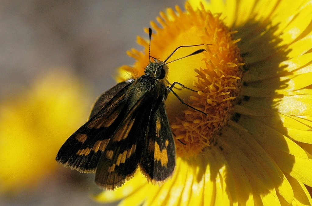 128 Skipper, Orange Dart, 2008-01296167b Canberra, AU.JPG - Orange Dart (Suniana Sunias) Butterfly. Australian National Botanic Gardens, Canberra, AU, 1-29-2008